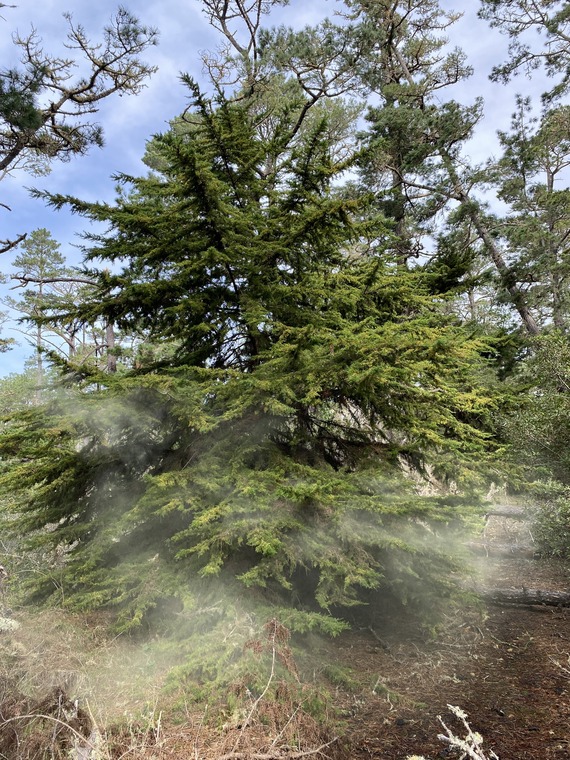 Ishxenta State Park_Gowen cypress pollen cloud