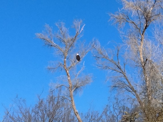 bald eagle at Picacho SRA