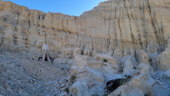 Anza Borrego fossils collage