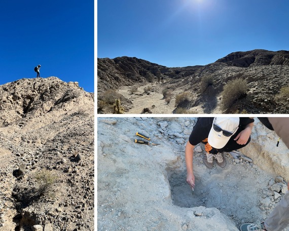 Anza Borrego fossils collage