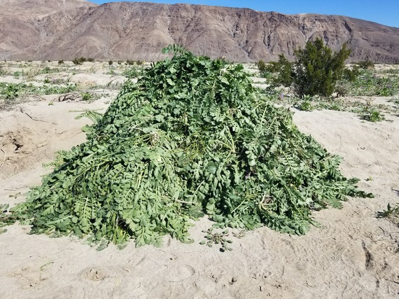 Anza Borrego Desert SP invasive plants