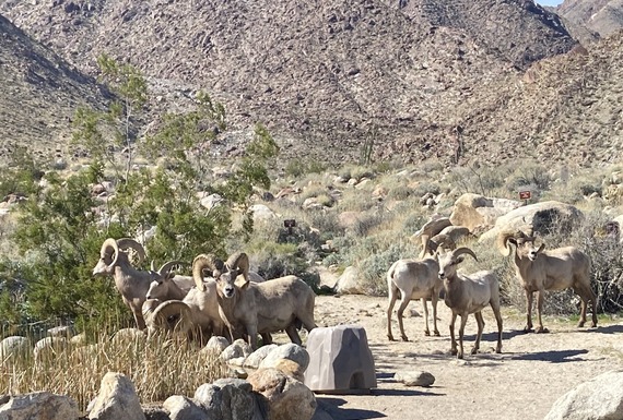 Anza-Borrego Desert SP_bighorn sheep (cropped)