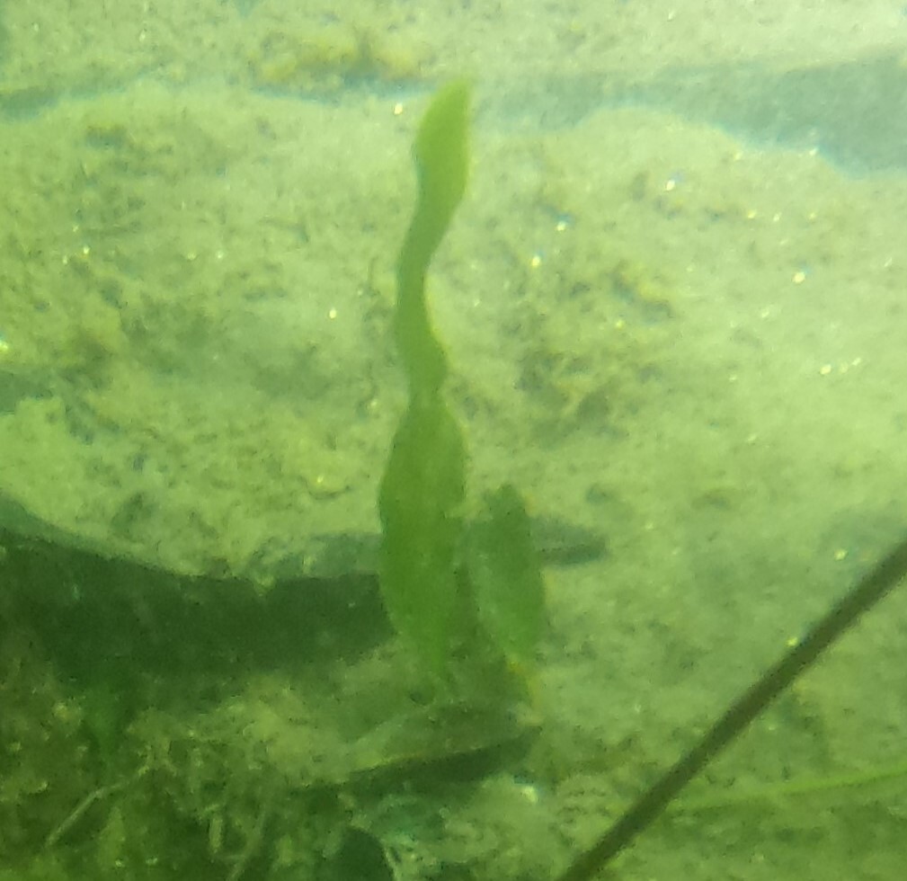 Invasive Marine Plant Found Close to Silver SB_Caulerpa