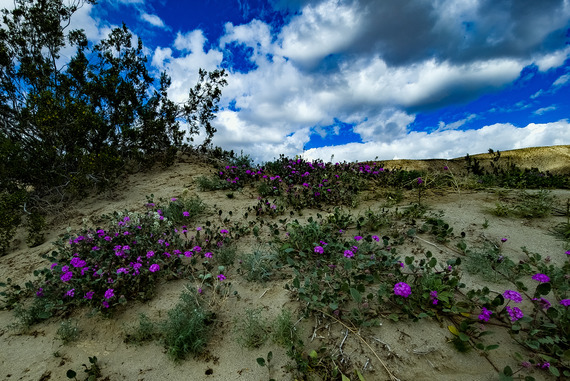 Anza-Borrego Desert SP (Sand verbena flowers Feb 27)