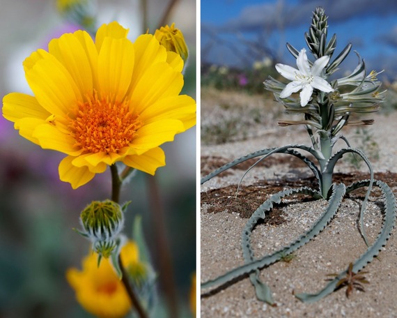 Anza-Borrego Desert SP_desert sunflower and lily collage