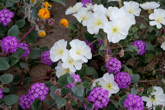 Anza-Borrego Desert SP_dune evening primrose and sand verbena