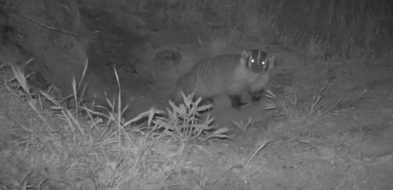 Providence Mountains SRA_American badger screenshot