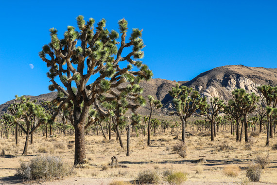 Joshua tree forest in arid plain and brown hills in the background
