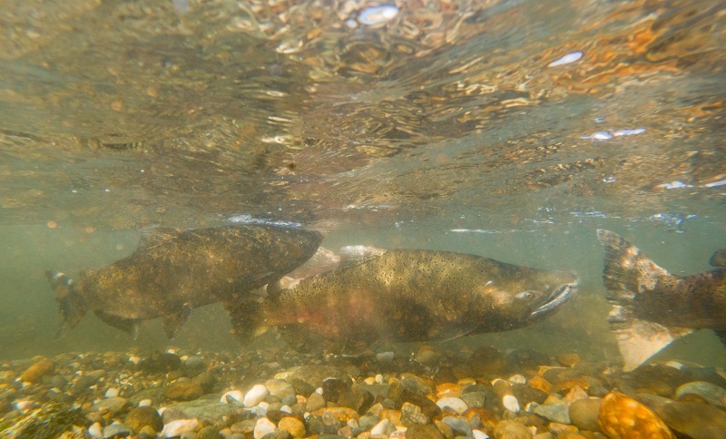 Chinook salmon underwater