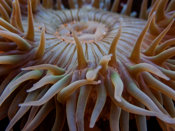 Crystal Cove SP (tide pool anemone, by Diane Velasco)