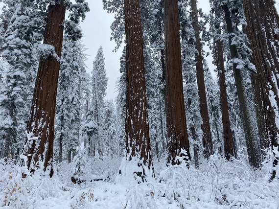 Calaveras Big Trees SP_the day after the first snowfall by Lillie Oravetz