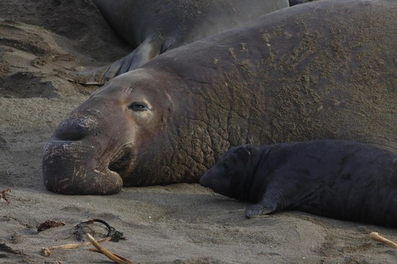 Hearst San Simeon SP (elephant seals by Naftali Moed) 2MB