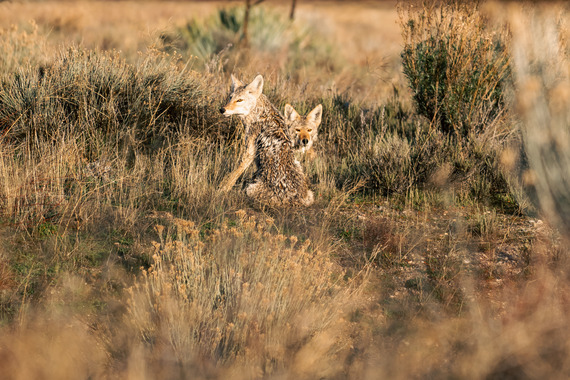 Hungry Valley SVRA_coyotes photo by Bobby Scruggs