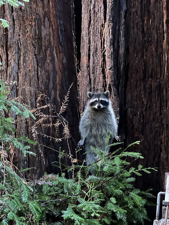 Samuel P. Taylor SP_raccoon by Kathryn Dunning