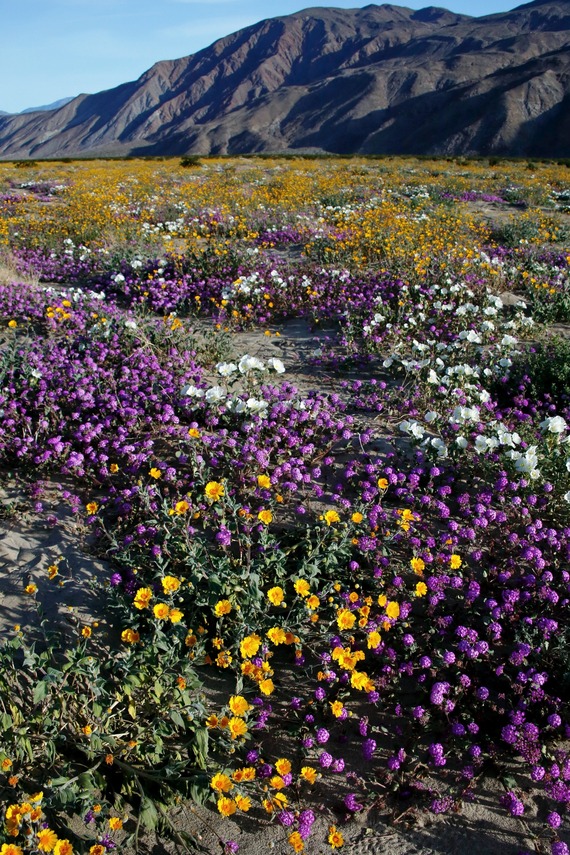 Anza-Borrego Desert SP_flower fields off of Henderson Canyon Road