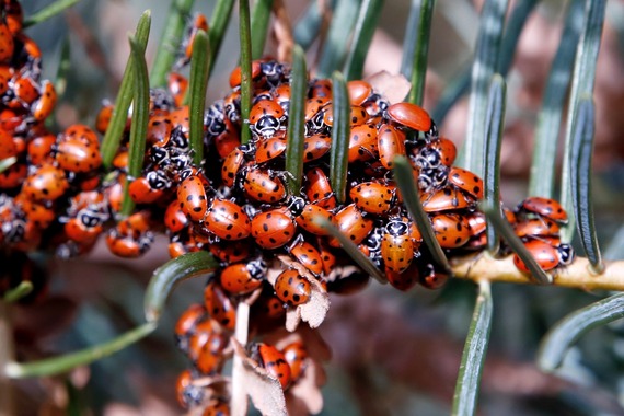 Cuyamaca Rancho SP_ladybugs on a white fir tree