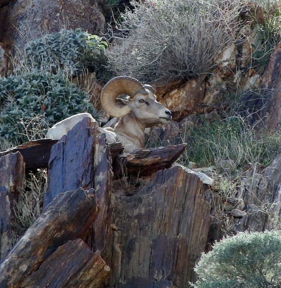 Anza-Borrego Desert SP_desert bighorn sheep (cropped)