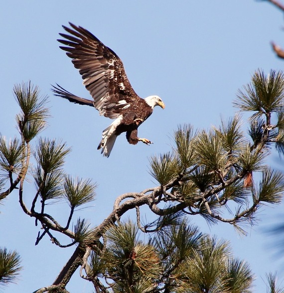 Cuyamaca Rancho SP_bald eagle taking off (cropped)