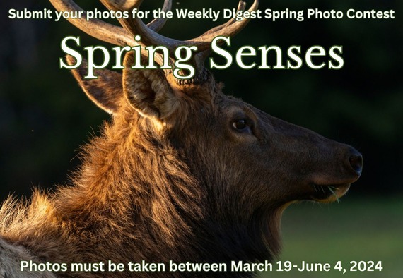 Spring Senses Flyers