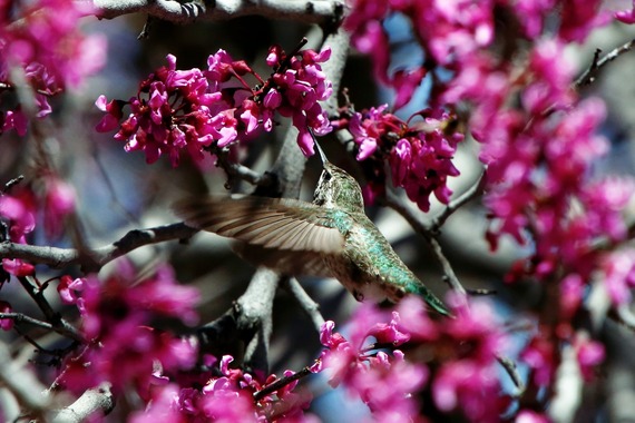 Cuyamaca Rancho SP_Anna's Hummingbird 