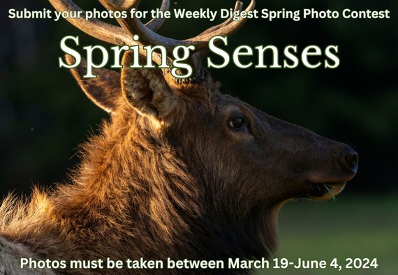 Spring Senses Flyer