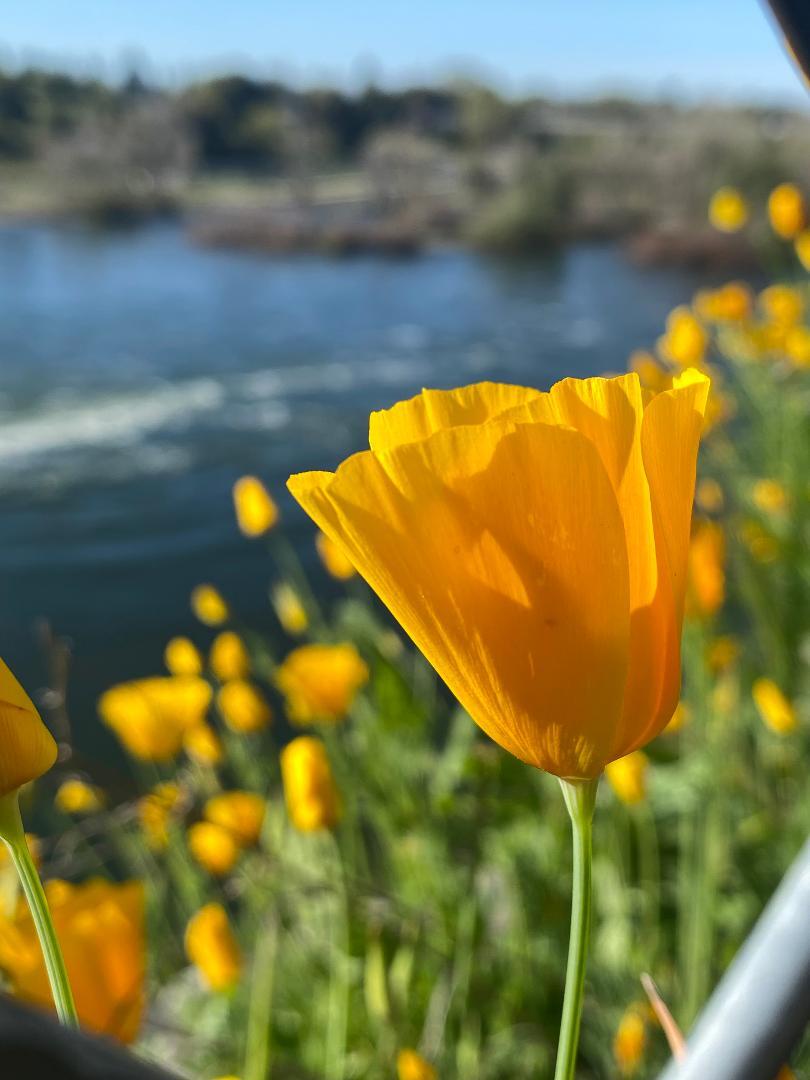 Folsom Lake SRA poppy
