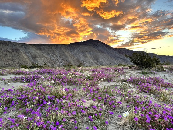 Anza Borrego superbloom