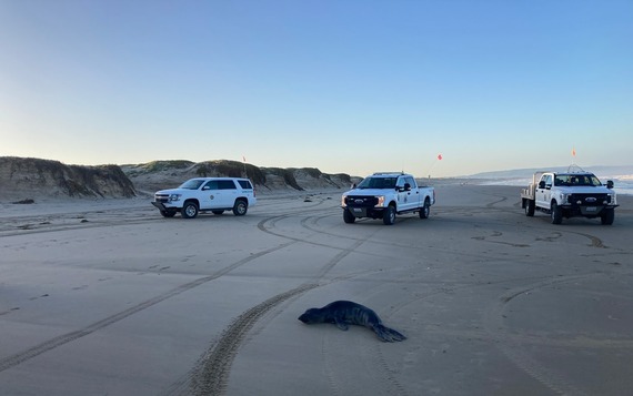 Pismo SB_elephant seal pup rescued