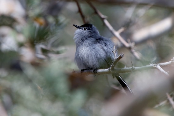 Anza-Borrego Desert SP_black-tailed gnatcatcher