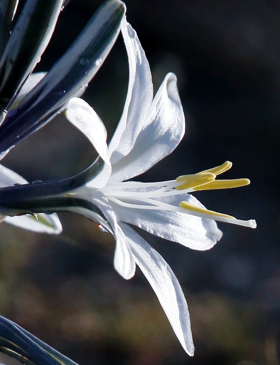 Anza-Borrego Desert SP_desert lily cropped photo