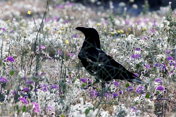 Anza Borrego raven