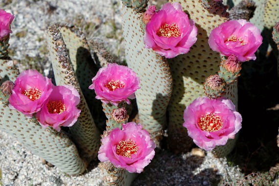 Anza Borrego cactus flowers