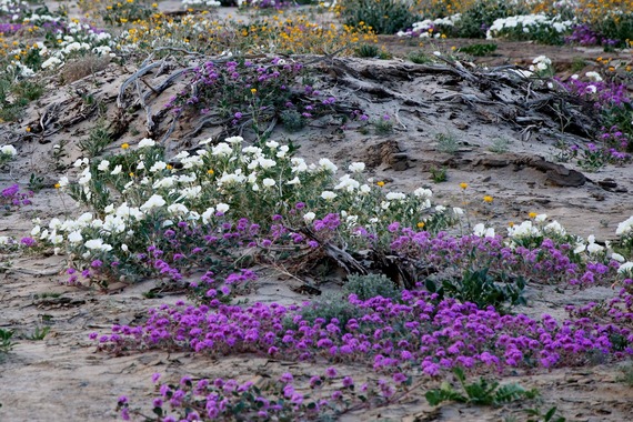 Anza Borrego flowers in dunes