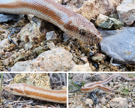 Providence Mountains  SRA snake collage