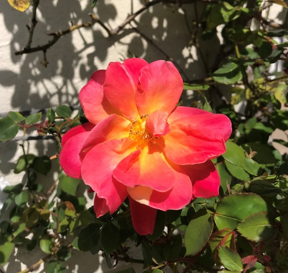 Monterey SHP (rose)