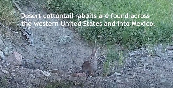 Providence Mountains SRA (cottontail video screenshot)