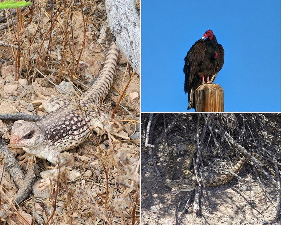 Picacho SRA (animal collage)