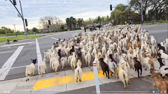 Video screen shot of a herd of goats crossing a busy street in West Sacramento