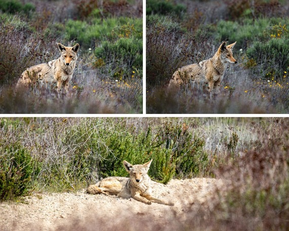 Hungry Valley SVRA_coyote collage 