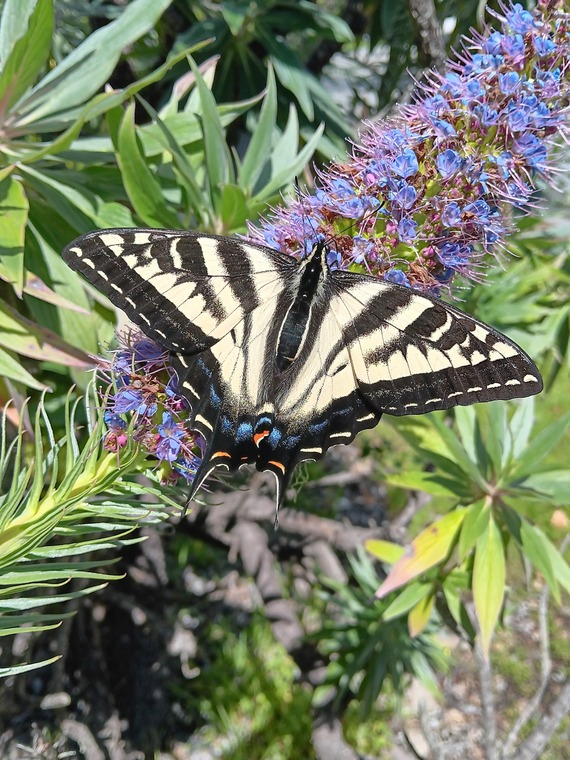 Montana de Oro SP_swallow tail butterfly