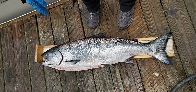 Salmon on the deck of a boat.