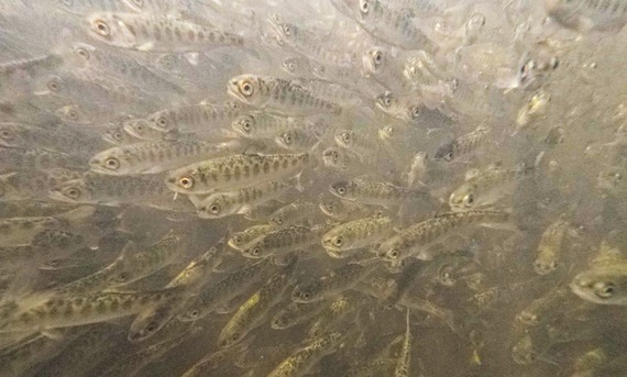 Underwater image of Chinook salmon fry