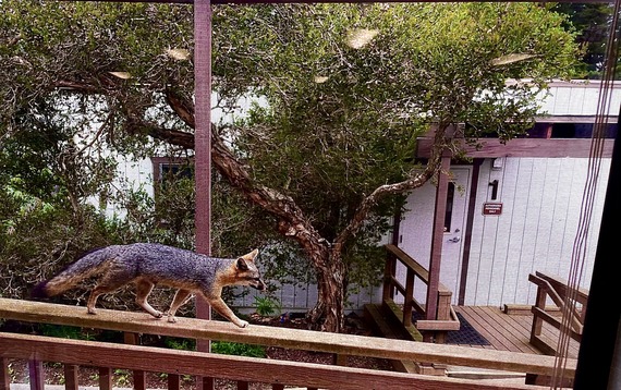 Hearst San Simeon State Historical Monument (Hearst Castle)_fox