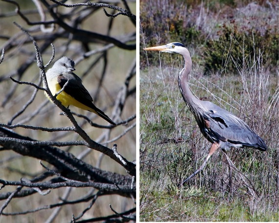 Great Blue Heron Western Kingbird Cuyamaca Rancho State Park