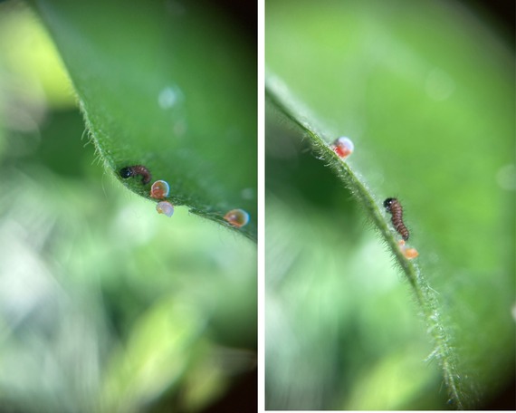 William B. Ide State Historic Park California Pipevine Swallowtail Butterfly Egg