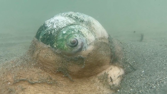 Sonoma Coast SP (moon snail)