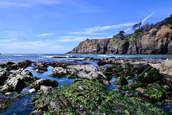 Salt Point SP (Stump Beach)