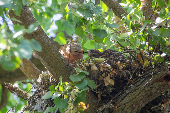 Parent and baby hawk in nest in tree