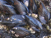 mussels