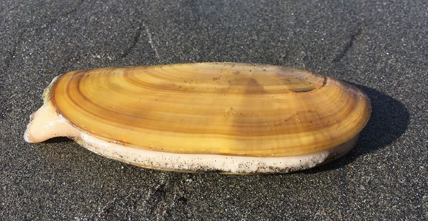 Photo of a Razor Clam.